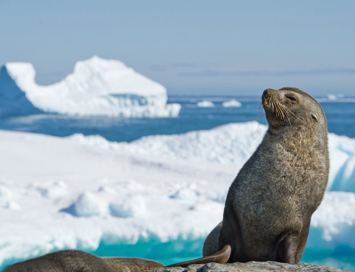 Are Antarctic fur seals aggressive?