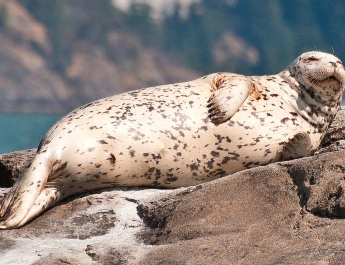 What is a harbor seal?