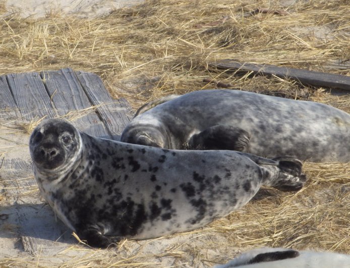 What is a grey seal?