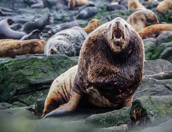 Are Steller sea lions aggressive?