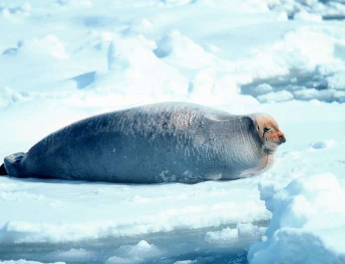 What does the bearded seal eat?