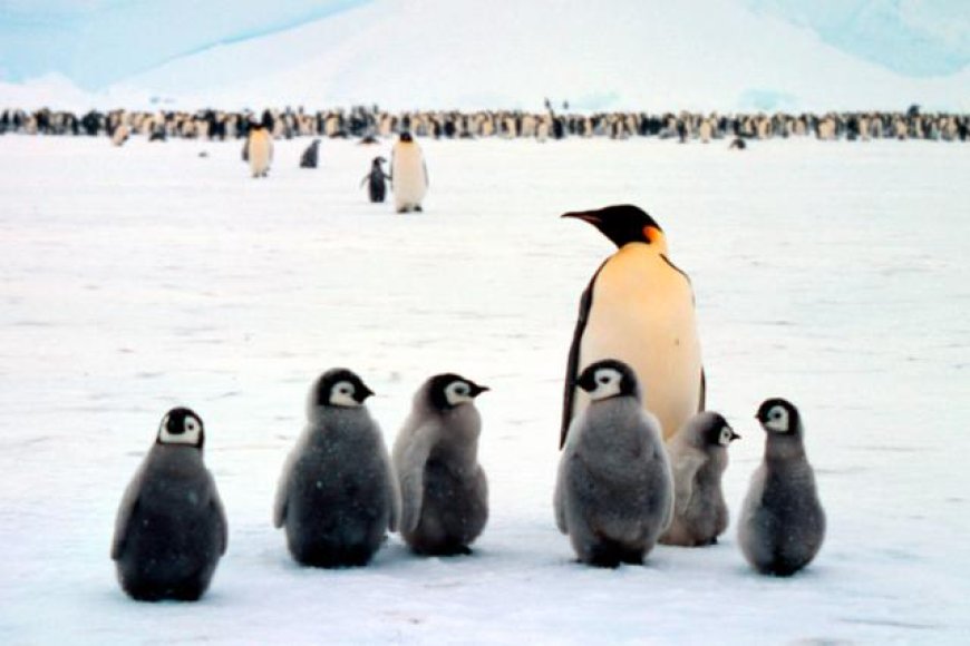 Are penguins only in Antarctica?