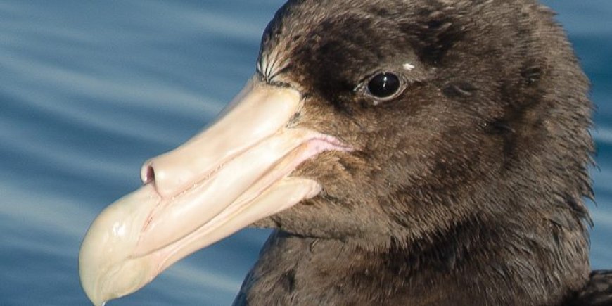 Are giant petrels aggressive?