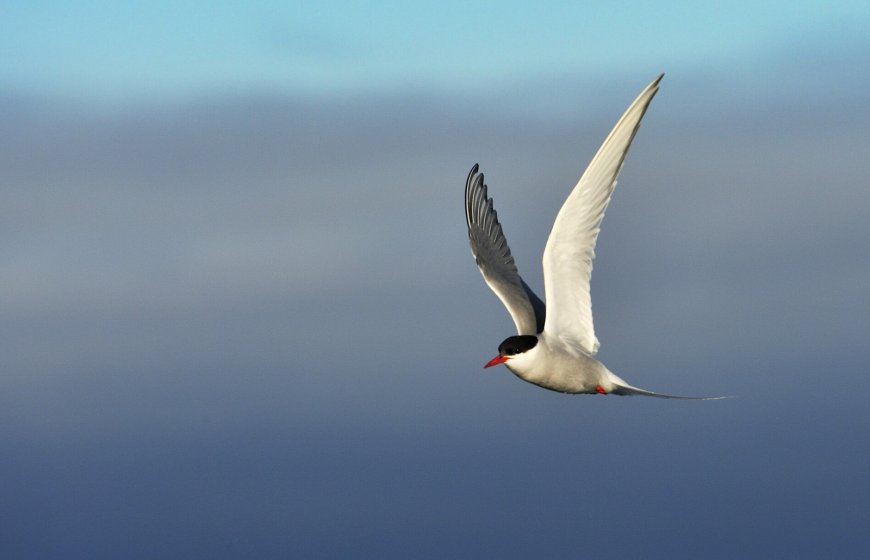 Can antarctic terns fly?