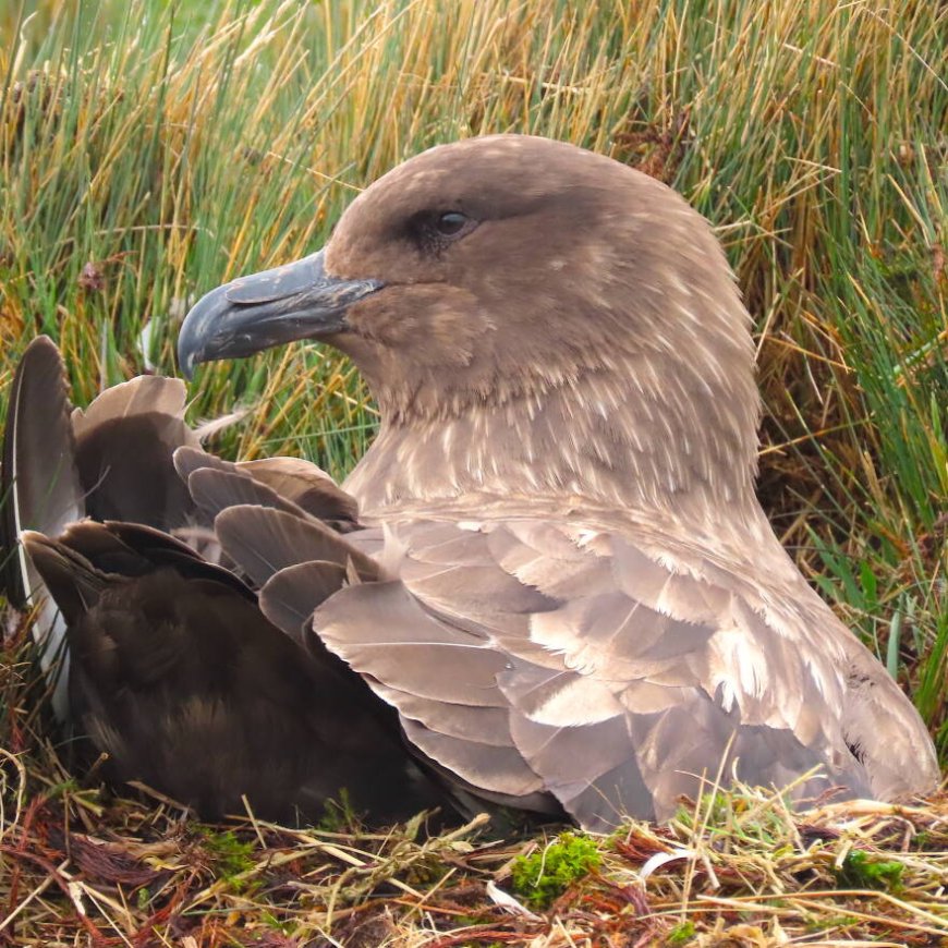 How intelligent are skuas?