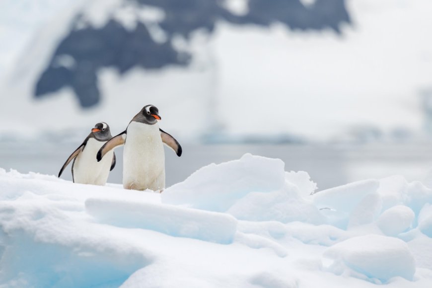 Do gentoo penguins mate for life?