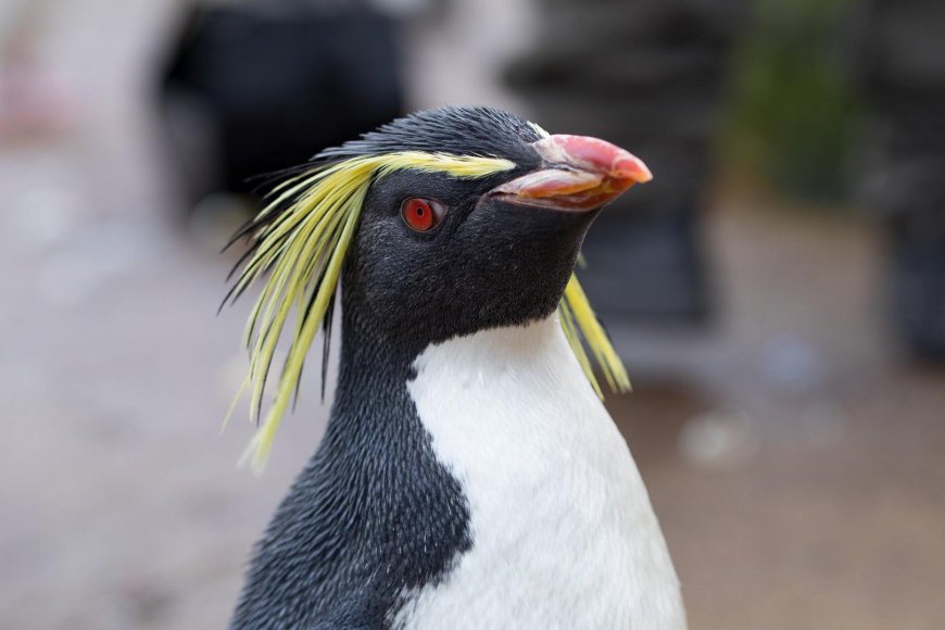 Where are rockhopper penguins found?
