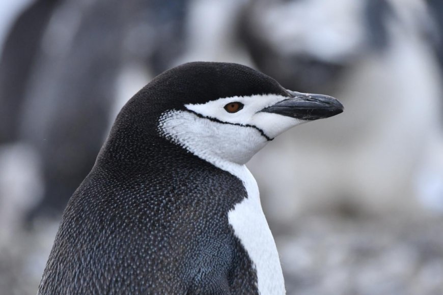 Where are chinstrap penguins found?