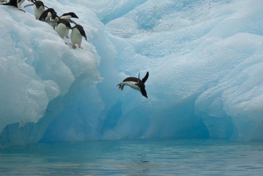 Where do Adélie penguins live?