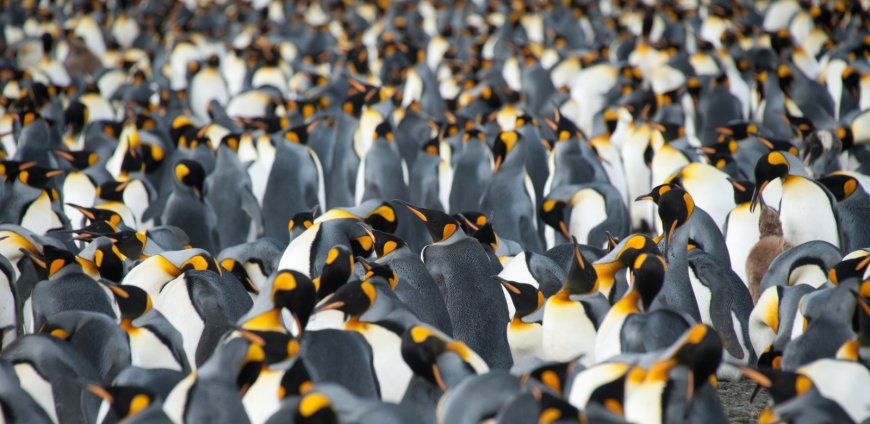 Where are king penguins found?