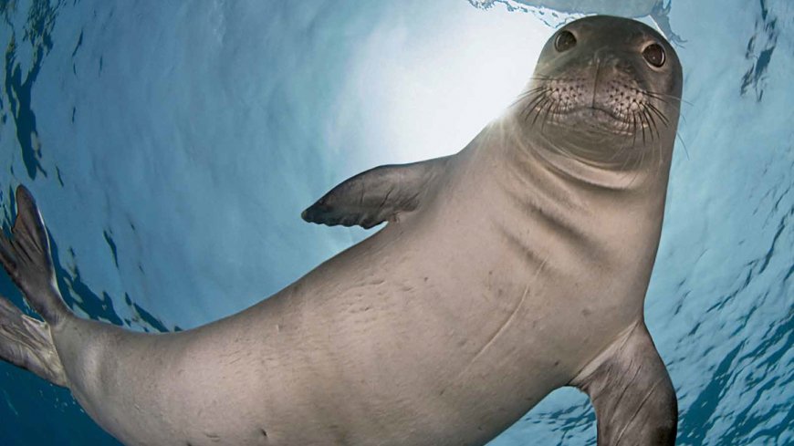 Is it rare to see a Hawaiian monk seal?
