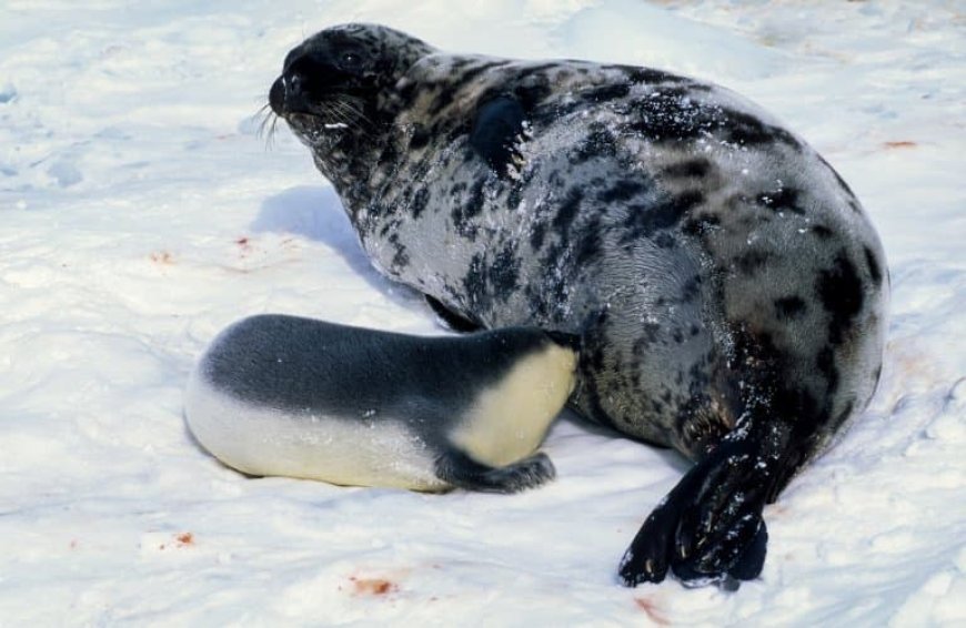 How many hooded seals are left?