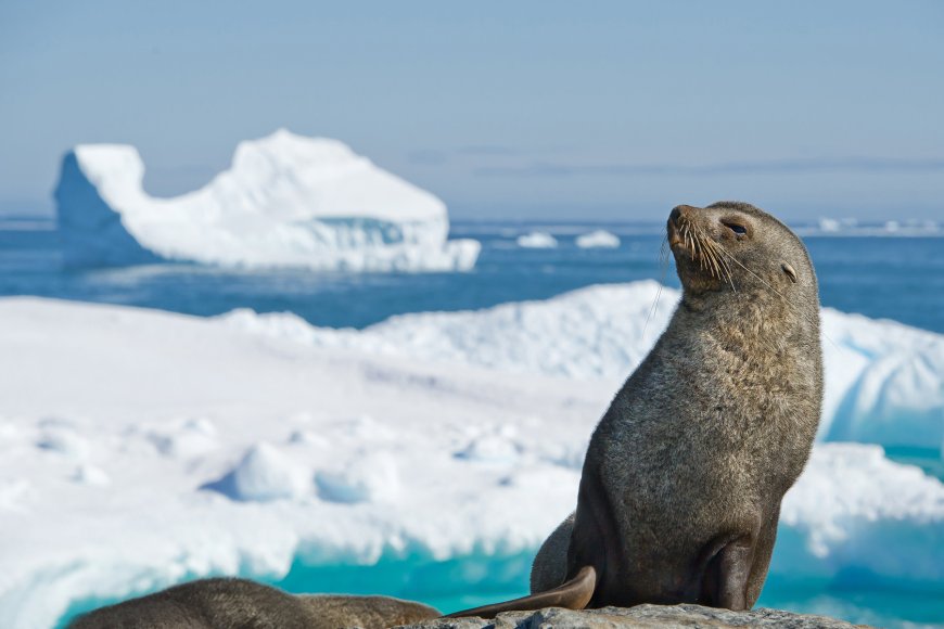 Are Antarctic fur seals aggressive?
