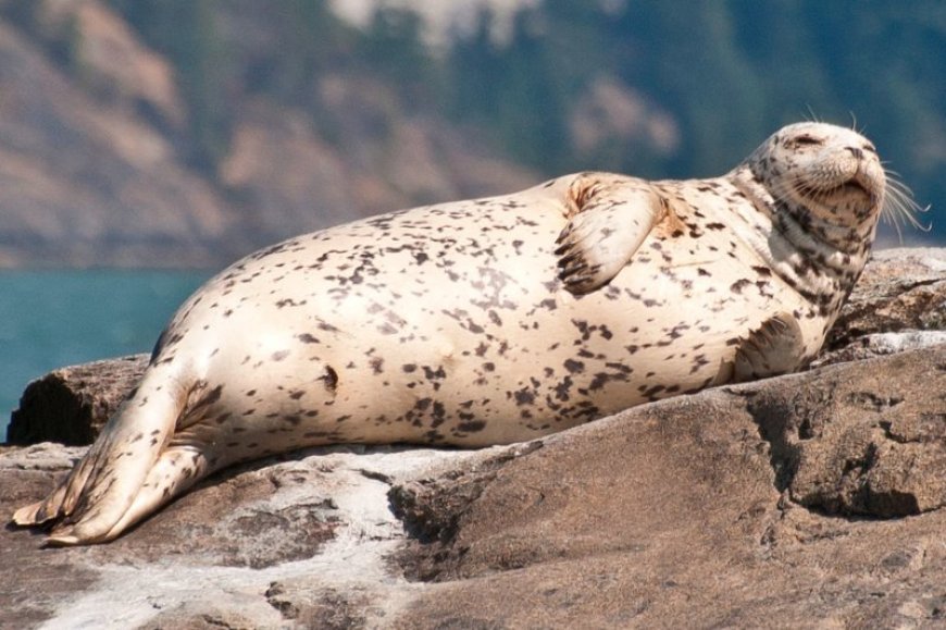 What is a harbor seal?