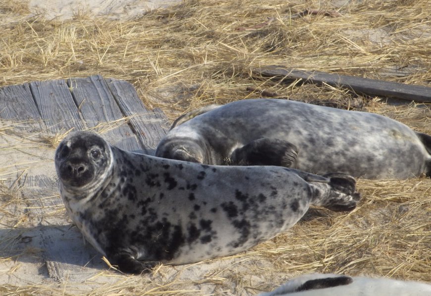 What is a grey seal?