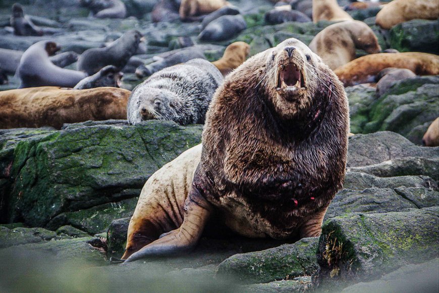 Are Steller sea lions aggressive?