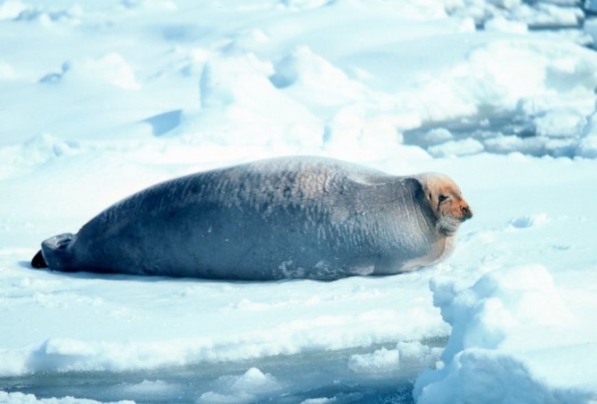 What does the bearded seal eat?