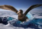 What are giant petrels?