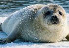 Why are Baikal Seal's eyes so big?