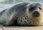 Are ringed seals friendly to humans?