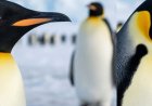 Why are penguins called emperors?