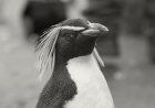 Where are rockhopper penguins found?