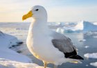 What is albatross's love story?