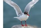 What is Antarctic tern?
