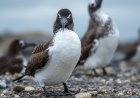 Are skuas in Antarctica?