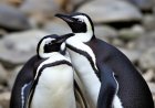 What is special about Magellanic penguins?