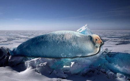 What does the bearded seal eat?