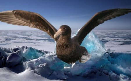 What are giant petrels?