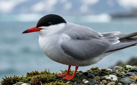What predators eat antarctic terns?