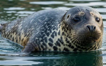 What is a harbor seal?