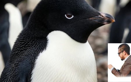 Where do Adélie penguins live?