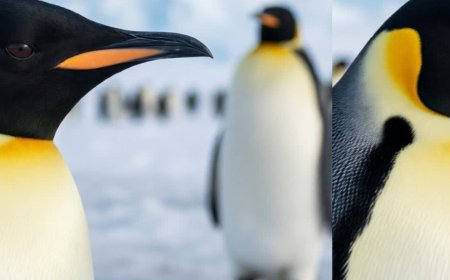 Why are penguins called emperors?