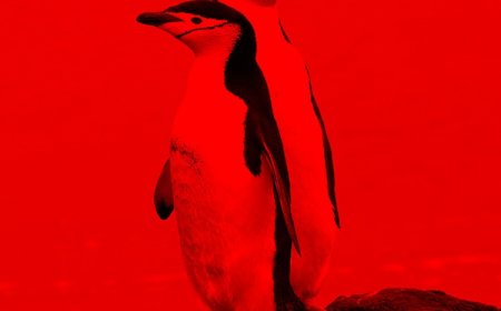 Where are chinstrap penguins found?