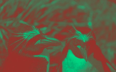 What is the mating behavior of the macaroni penguin?