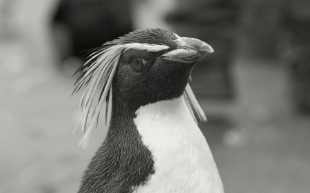 Where are rockhopper penguins found?