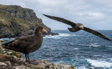 Are giant petrels aggressive?