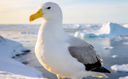 What is albatross's love story?