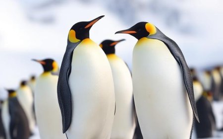 What is special about emperor penguins?