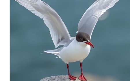 What is Antarctic tern?