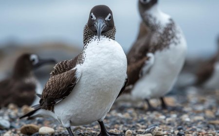 Are skuas in Antarctica?