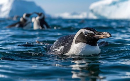 Are chinstrap penguins aggressive?