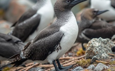 How intelligent are skuas?