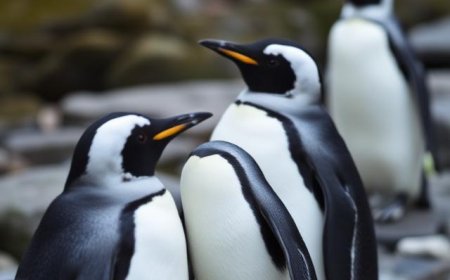 Where are chinstrap penguins found?