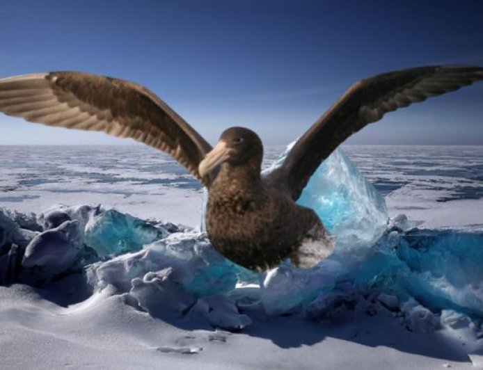 What are giant petrels?