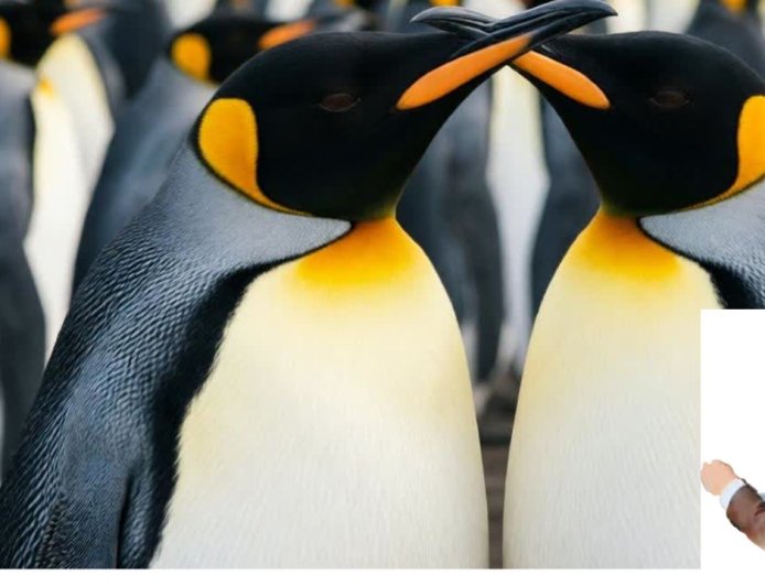 Where are king penguins found?