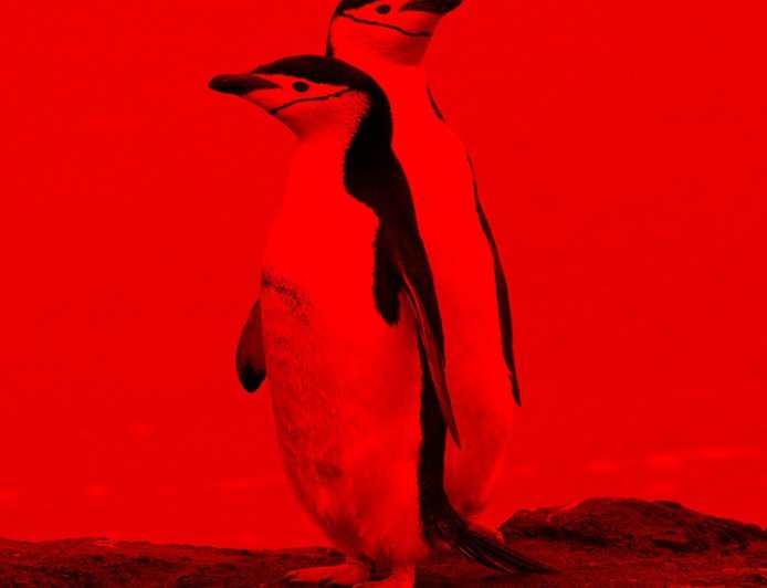 Where are chinstrap penguins found?